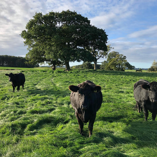 Why choose Aberdeen Angus Beef?